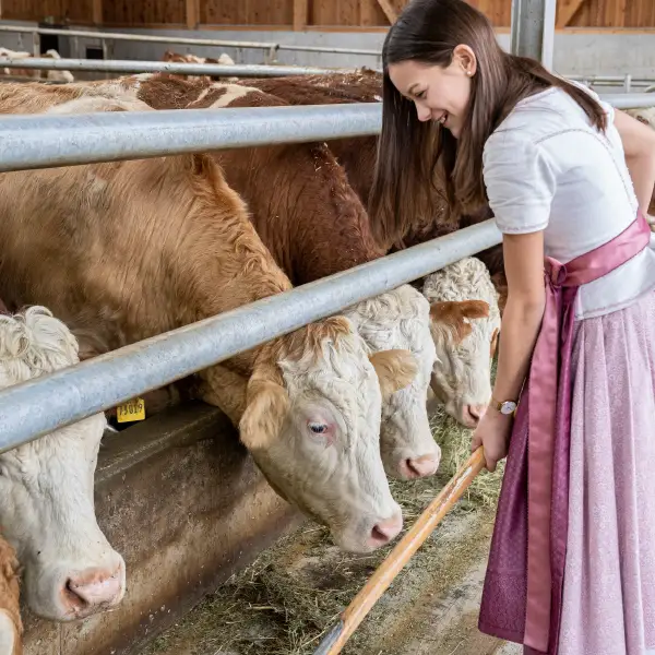 Frau mit dunklen Haaren im Dirndl füttert Kühen im Kuhstall